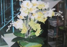 Hoa lan hồ điệp