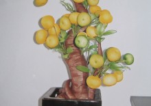 Cây tắc bonsai